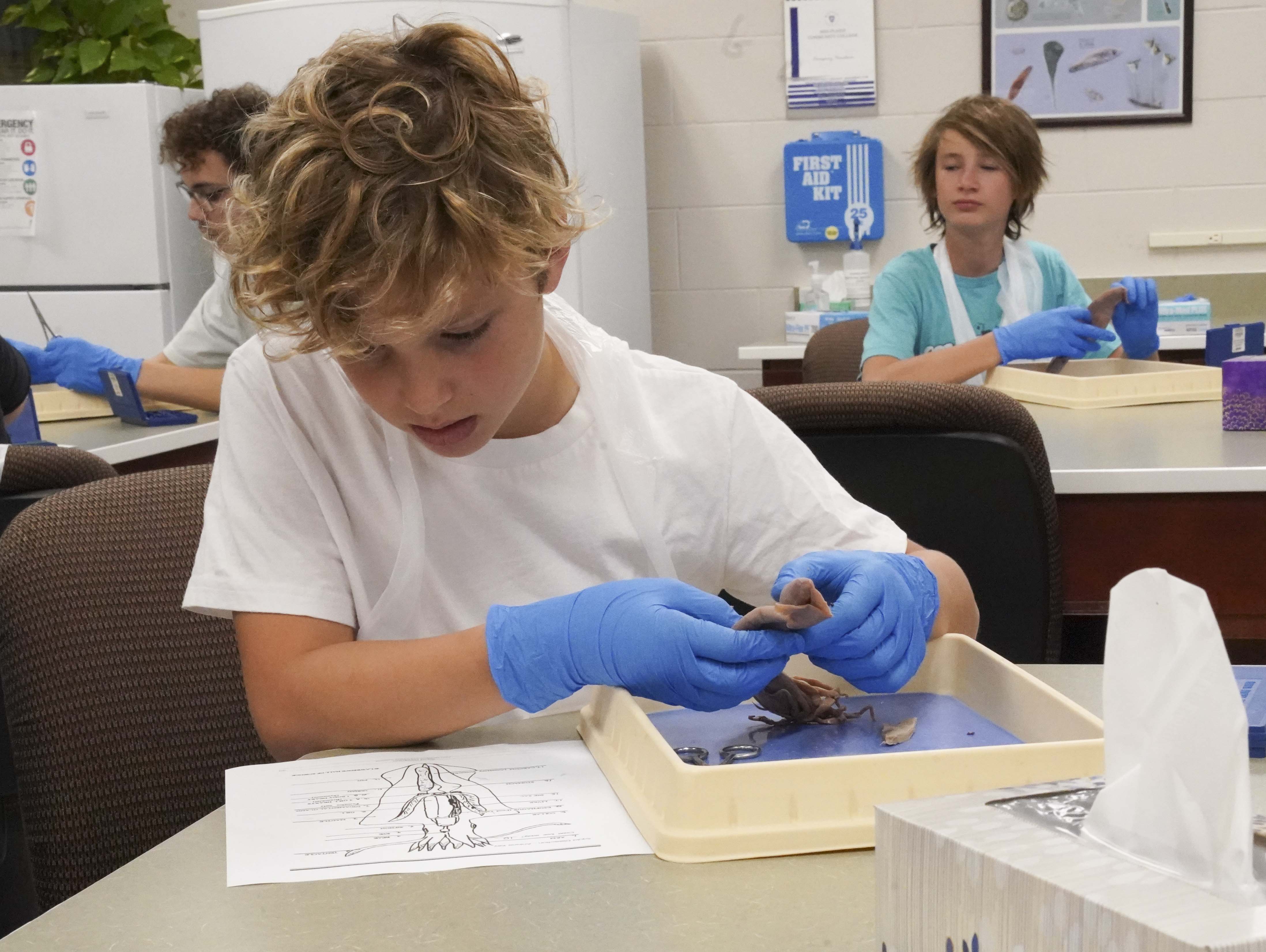 Students dissect squids in MCC BCE class