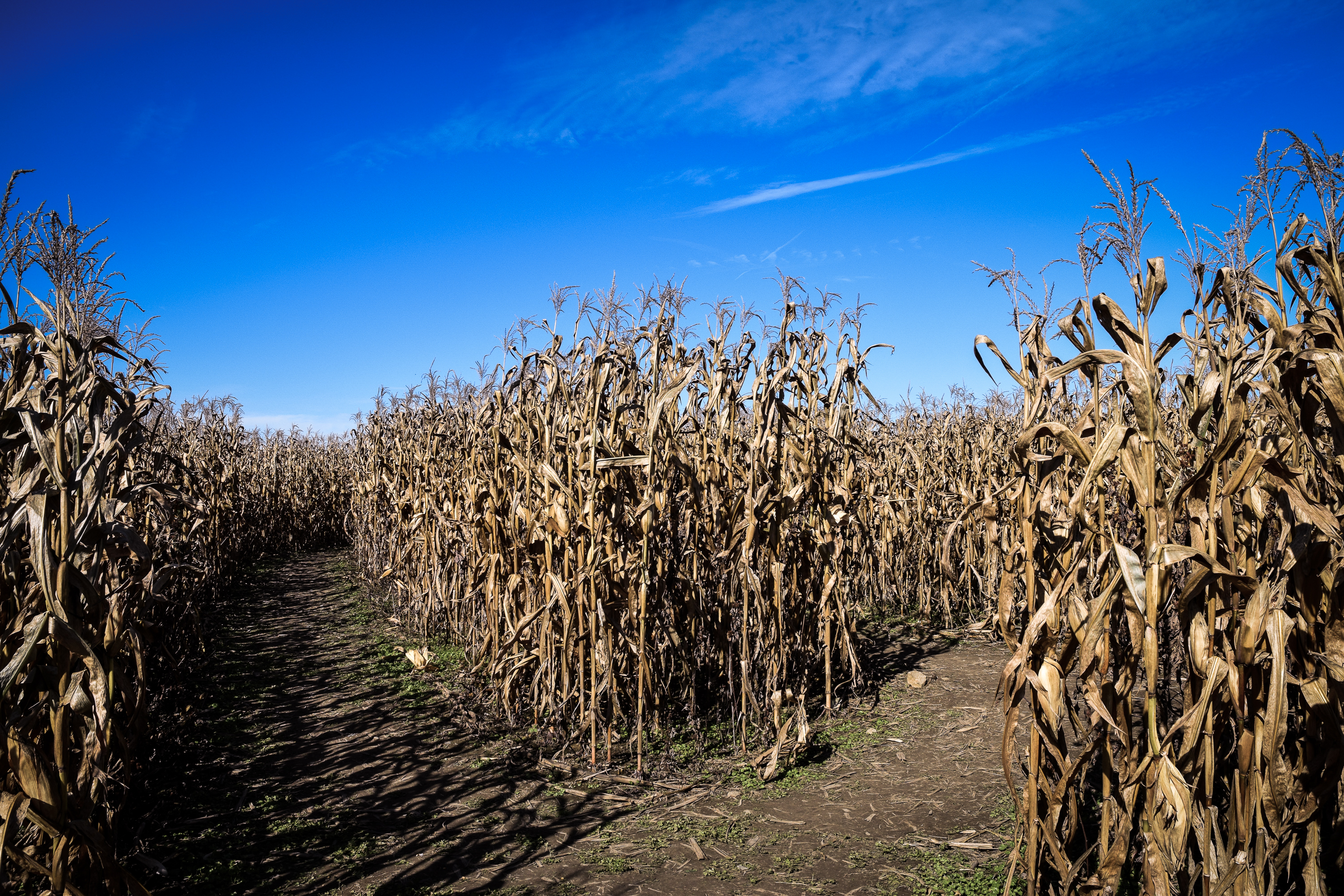 corn maze