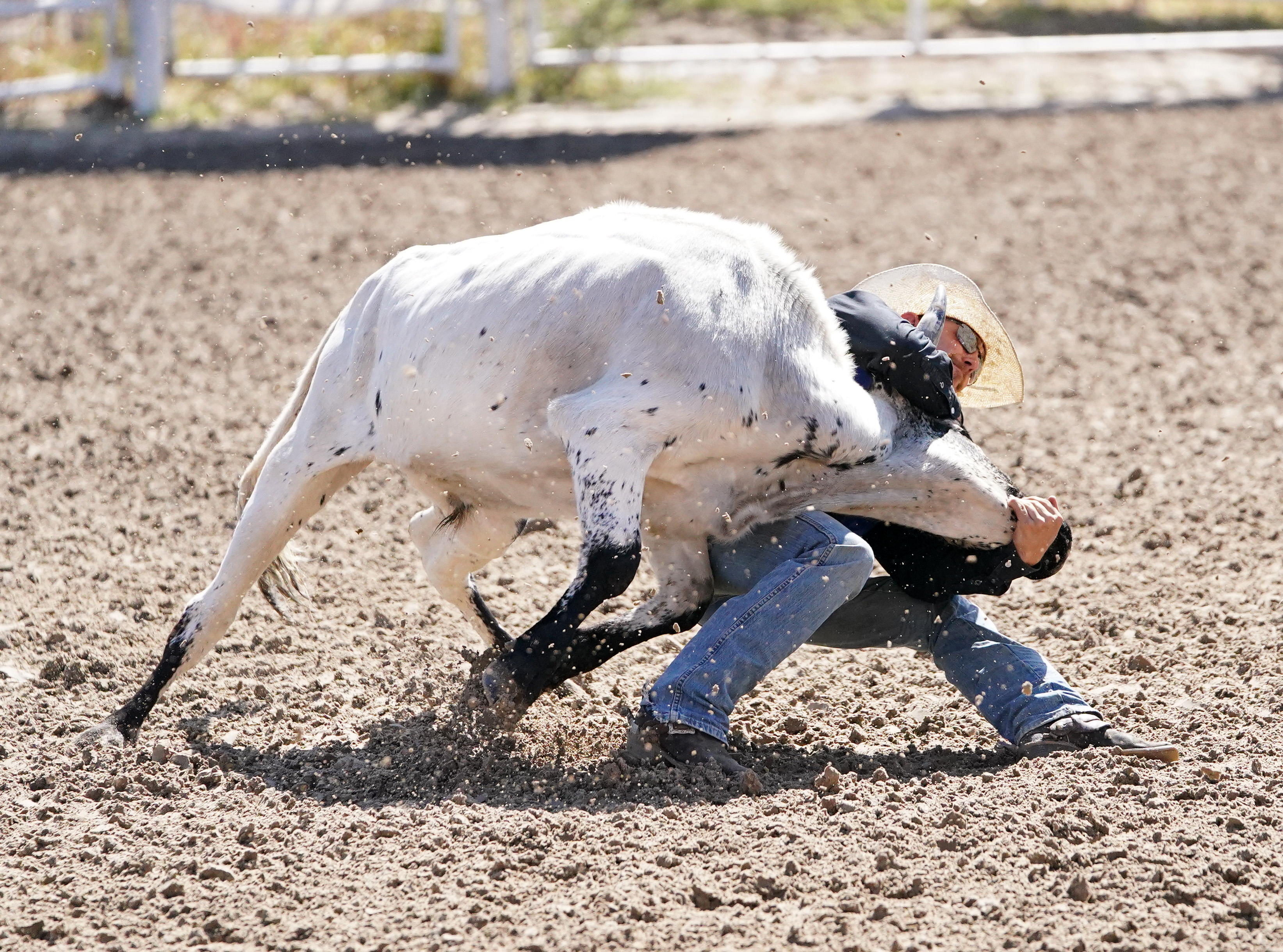Dalton Kunkee steer