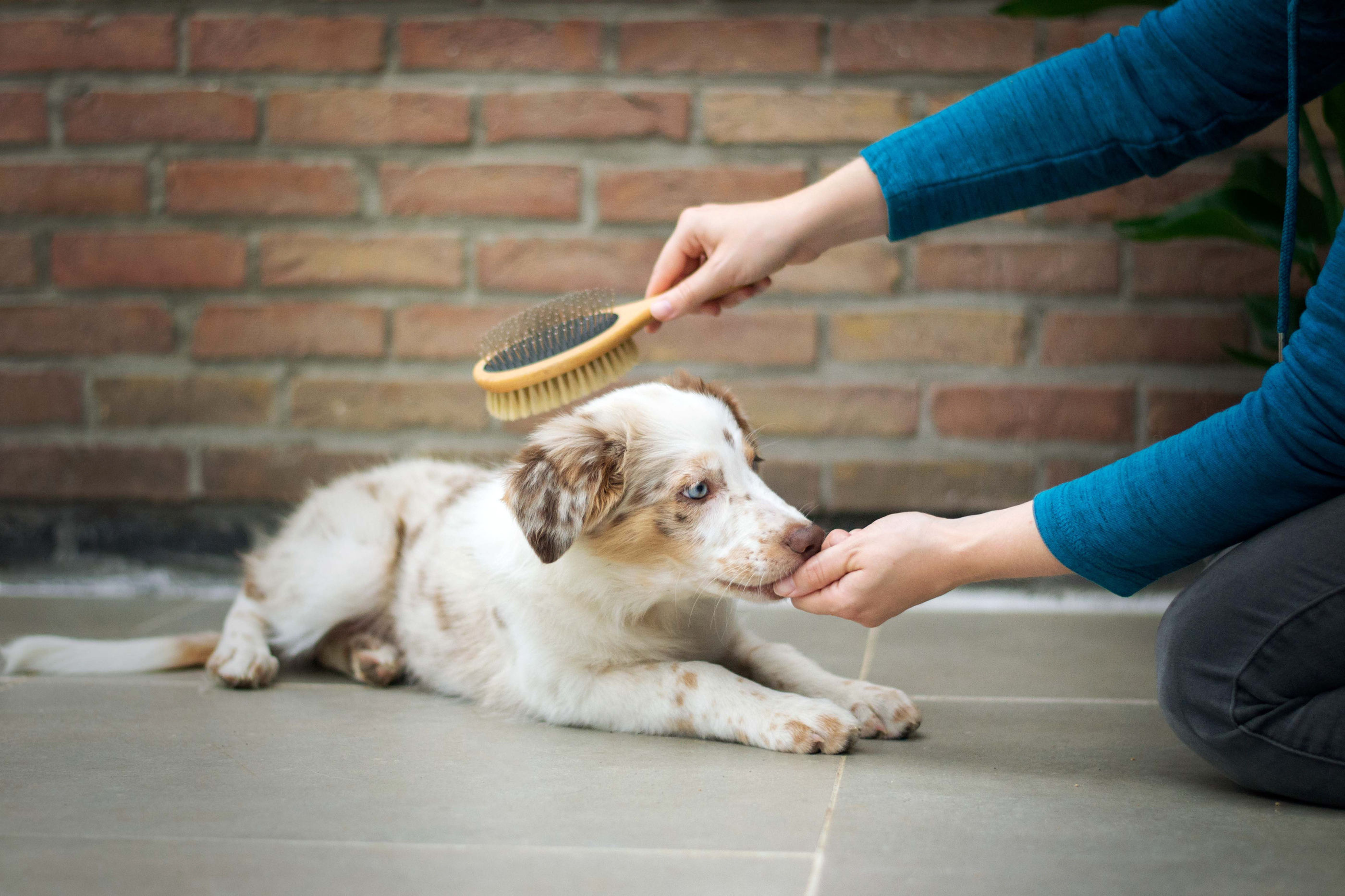 dog grooming