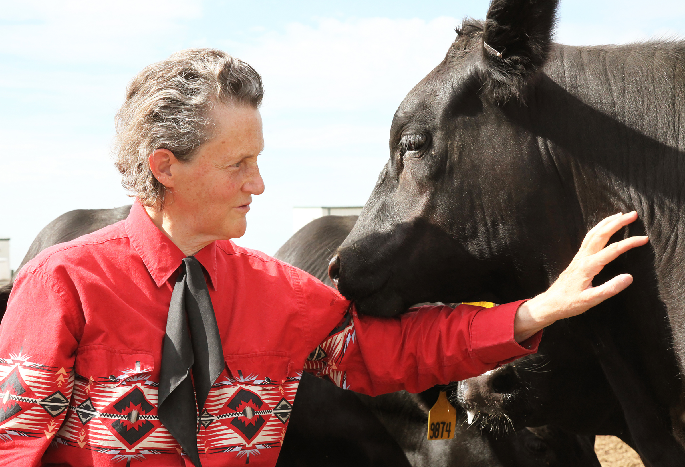 Temple Grandin cow